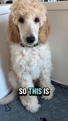 Standard Poodle dogs for sale: Chai- moyen poodle crate trained - Video 1