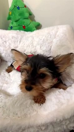Yorkshire Terrier dogs for sale: Mr Bentley  - Video 1