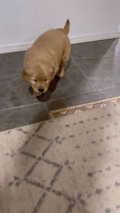 Golden Retriever dogs for sale: Charlie - Video 1