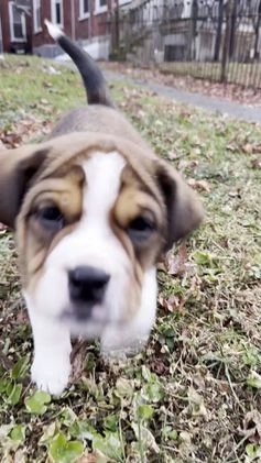 Beabull dogs for sale: Beau - Video 1