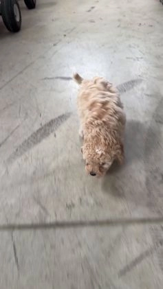 Cavapoo dogs for sale: Kobe - Video 1