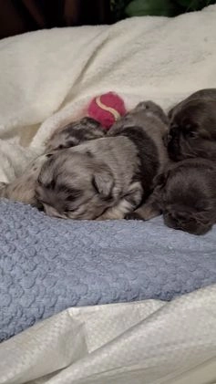 French Bulldog dogs for sale: Tim - Video 1