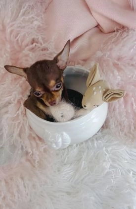 Chihuahua dogs for sale: Chihuahua Puppy 1 - Video 1