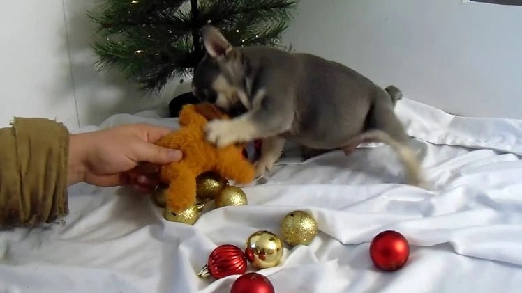 French Bulldog dogs for sale: Todd - Video 2