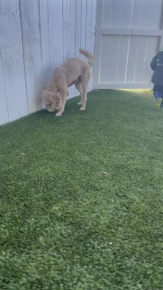 Goldendoodle dogs for sale: Gretel - F1B Retired Mama - Video 1