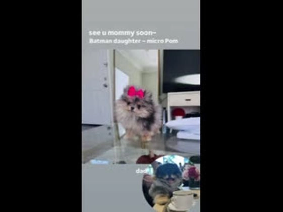 Pomeranian dogs for sale: Pomeranian Puppy 1 - Video 1