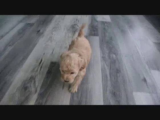 Cavapoo dogs for sale: Thomas - Video 1