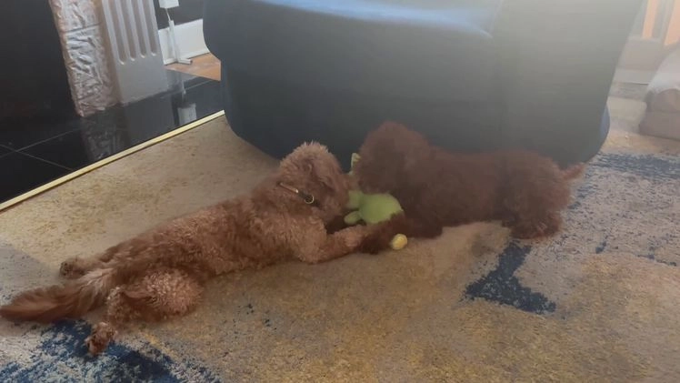 Mini Goldendoodle dogs for sale: Raven - Mini Goldendoodle  - Video 2