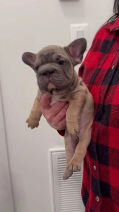 French Bulldog dogs for sale: Plum  - Video 1