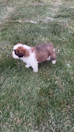 Saint Bernard dogs for sale: King - Video 1