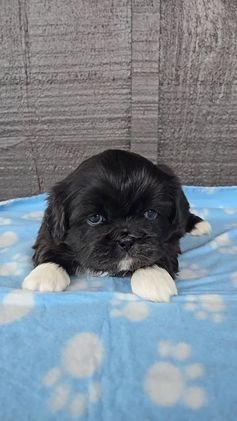 Pekingese dogs for sale: Lurch - Video 1