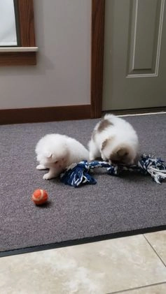 Pomeranian dogs for sale: Ace  - Video 1