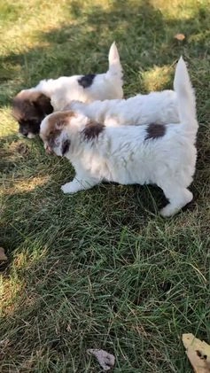 Havapoo dogs for sale: Sassy - Video 1