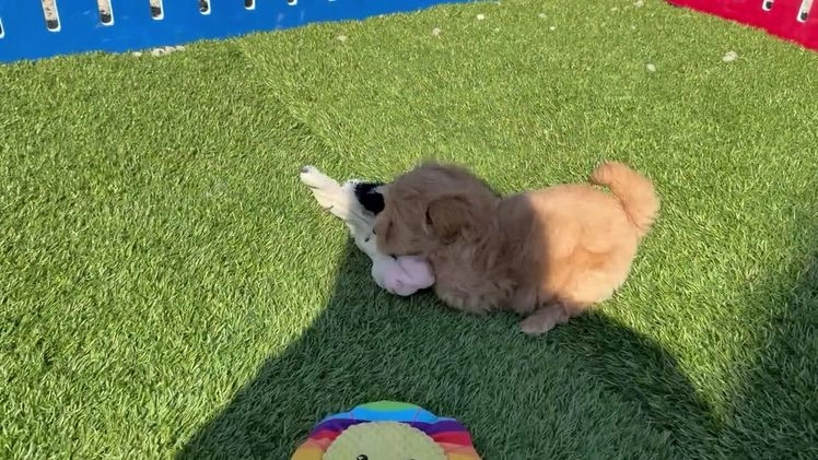 Maltipoo dogs for sale: Ozzy - Video 4