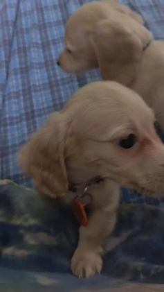 Miniature Dachshund dogs for sale: Luigi - Video 2