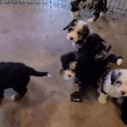 Mixed Breed dogs for sale: Cole - Video 1