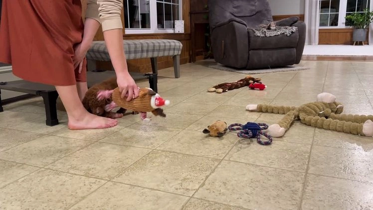 Goldendoodle dogs for sale: Piper - Video 8