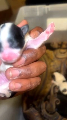 Mixed Breed dogs for sale: Shih-poos - Video 3