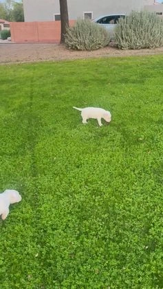 American Bully dogs for sale: American Bully Puppy 2 - Video 1