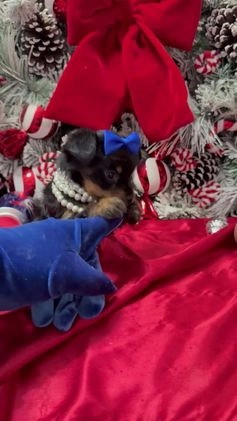 Yorkshire Terrier dogs for sale: Rigatoni  - Video 1