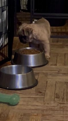 French Bulldog dogs for sale: COCO - Video 3