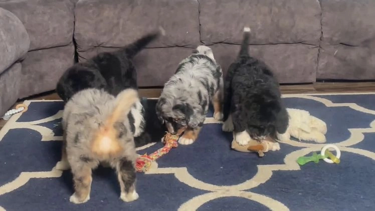 Bernedoodle dogs for sale: Mr. Teddy - Video 1