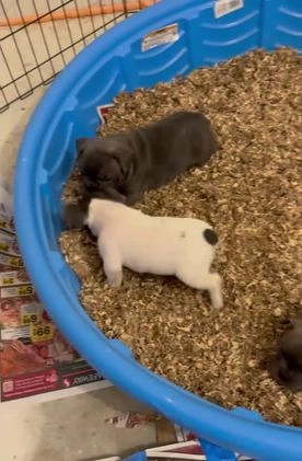 French Bulldog dogs for sale: Pepe - Video 1