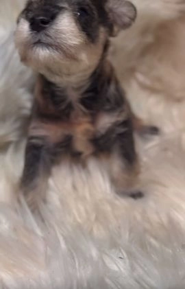 Miniature Schnauzer dogs for sale: Miniature Schnauzer Puppy 1 - Video 1