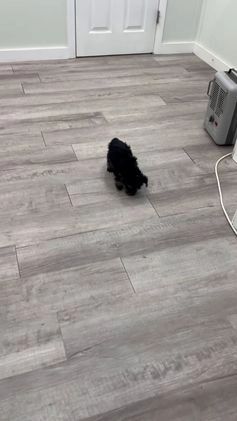 Yorkiepoo dogs for sale: Riley - Video 1