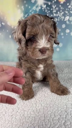 Cockapoo dogs for sale: Coco - Video 1