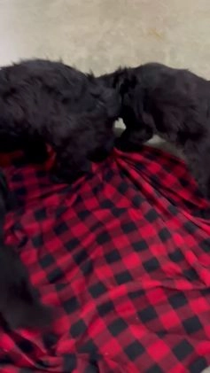 Giant Schnauzer dogs for sale: Angela - Video 3