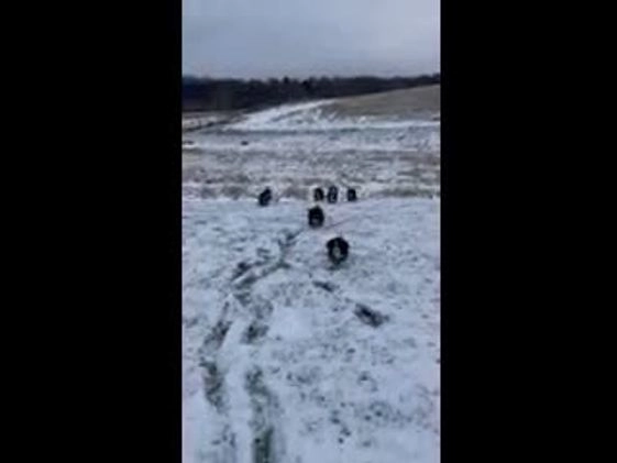 Bernese Mountain Dog dogs for sale: Milo - Video 1