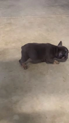 French Bulldog dogs for sale: Molly - Video 1