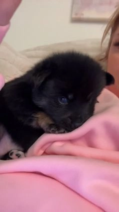 Pomsky dogs for sale: Female Tan multi color - Video 1