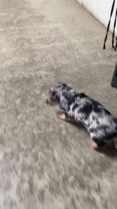 Miniature Dachshund dogs for sale: Max - Video 1