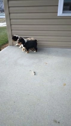 Miniature Australian Shepherd dogs for sale: Marshall - Video 1