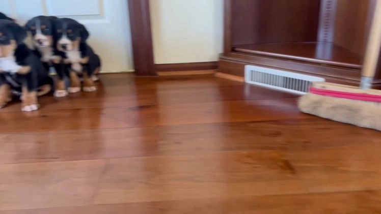 Greater Swiss Mountain Dog dogs for sale: SVEN❤️🎄AKC Hip Cert❤️Call 717-859-8731 - Video 1