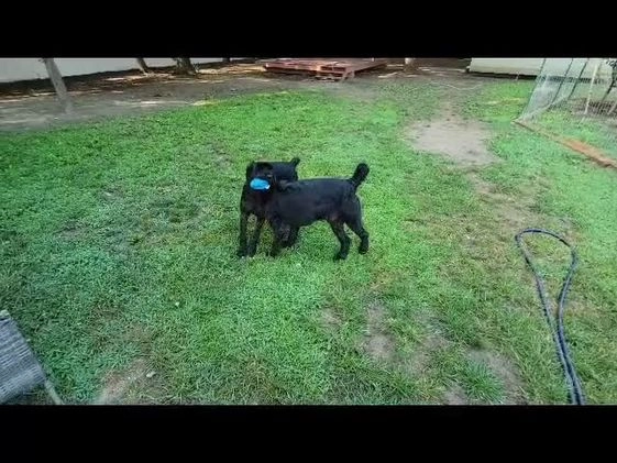 Giant Schnauzer dogs for sale: Giant Schnauzer Puppy 3 - Video 1