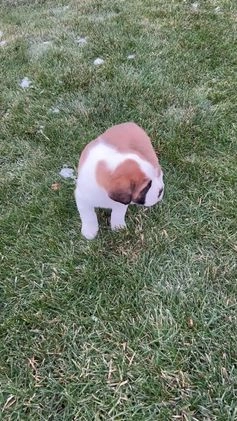 Saint Bernard dogs for sale: Tyler - Video 1