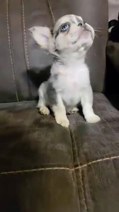 French Bulldog dogs for sale: Visual Full Fluffy Merle Frenchie Carry Pink😍🎀 - Video 1