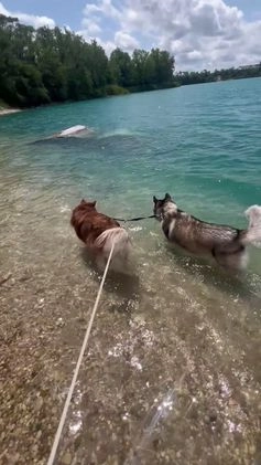 Alaskan Malamute dogs for sale: Alaskan Malamute Puppy 2 - Video 1