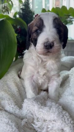 Saint Berdoodles dogs for sale: Banjo - Video 2