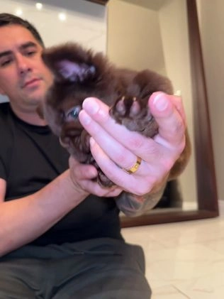 French Bulldog dogs for sale: Oso  - Video 2