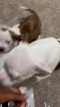 Mixed Breed dogs for sale: Mixed Breed Puppy 4 - Video 1