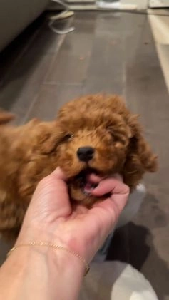 Toy Poodle dogs for sale: Jayden- Teacup/Toy Genetically TESTED - Video 1