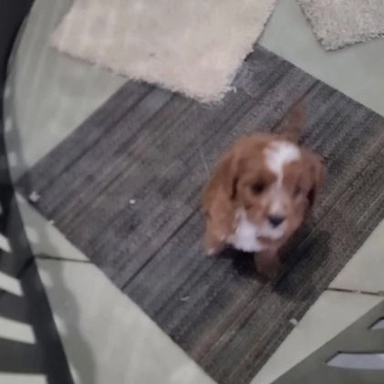 Cavapoo dogs for sale: Lonnie - Video 1