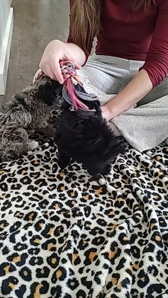 Miniature Poodle dogs for sale: Evie - Video 1