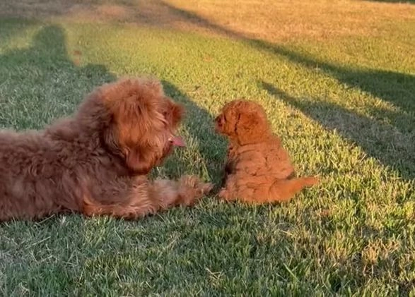 Cavapoo dogs for sale: Cavapoo Puppy 3 - Video 7