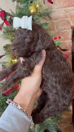 Mixed Breed dogs for sale: Patty - Video 2