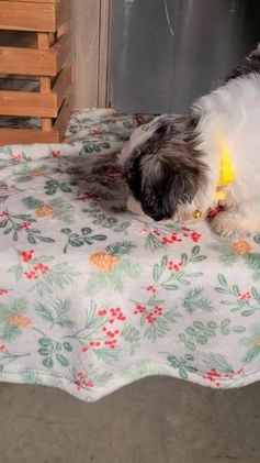 Teddy Bear dogs for sale: Milly - Video 1